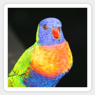 Rainbow Lorikeet Portrait #2 Sticker